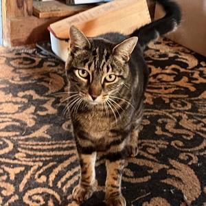 Jake, senior, available for adoption