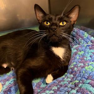 Mittens, adult, available for adoption