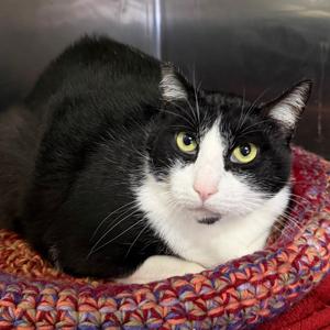 Baby, adult, available for adoption