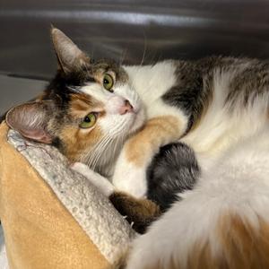 Pepe the Queen Prawn, adult, available for adoption