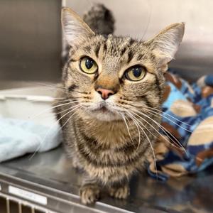 Jerry, senior, available for adoption