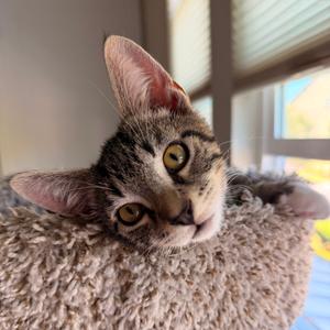 Princess, available for adoption