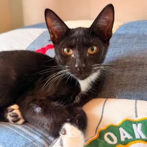 Destroyer Of Worlds, available for adoption