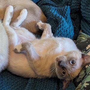 Cucumber, available for adoption