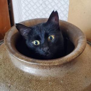 Jumbo, senior, available for adoption