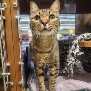 Milo, senior, available for adoption