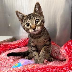Pebble, available for adoption