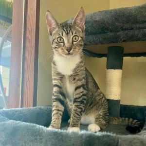 Berry, young, available for adoption
