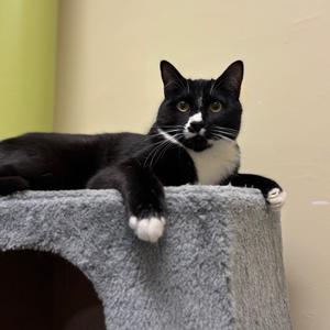 A black and white cat lying on a cat tree