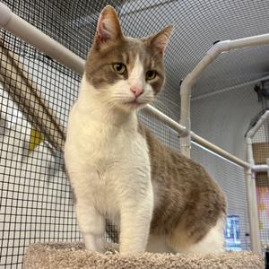 A gray and white cat sitting on a carpeted perch inside a cage.