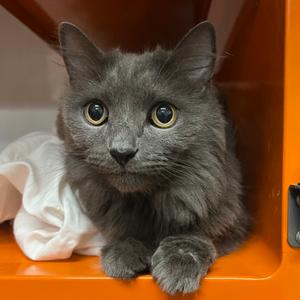 Monet, senior, available for adoption