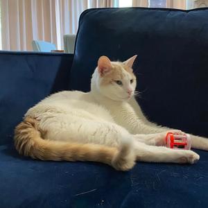 Henry, senior, available for adoption