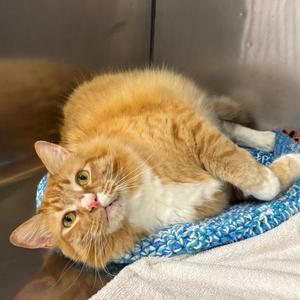 Mr. Peanutbutter, adult, available for adoption