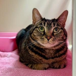 Nabi, adult, available for adoption