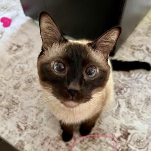 Kinoko, senior, available for adoption