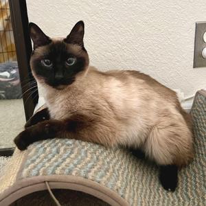 Kinoko, senior, available for adoption