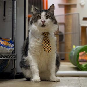 Fozzie, adult, available for adoption