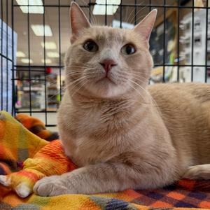 Aleister, senior, available for adoption