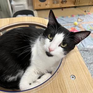 Patchy, adult, available for adoption