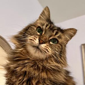 A fluffy tabby cat with green eyes looking up