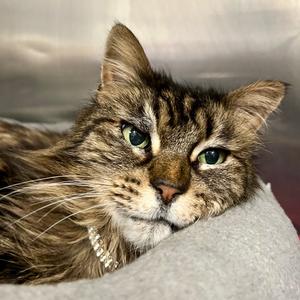 Mica, senior, available for adoption