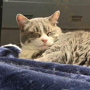 A gray and white cat is sleeping on a blue blanket.
