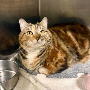 Mirah, adult, available for adoption