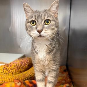 Henry Cruz, senior, available for adoption
