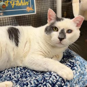 Kermit, adult, available for adoption