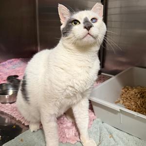 Kermit, adult, available for adoption