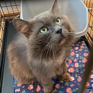 Louie, senior, available for adoption