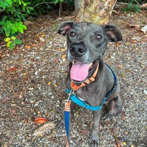 Chief, Mixed Breed (Large), adult, available for adoption