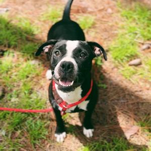 Jessie, Mixed Breed (Medium), adult, available for adoption