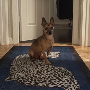 Baker, Mixed Breed (Small), senior, available for adoption