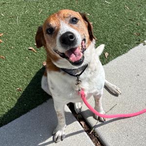 Judge, Mixed Breed (Medium), adult, available for adoption
