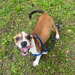Grogu, Mixed Breed (Medium), available for adoption