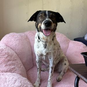 A black and white spotted dog sitting on a pink couch, smiling with its tongue out.