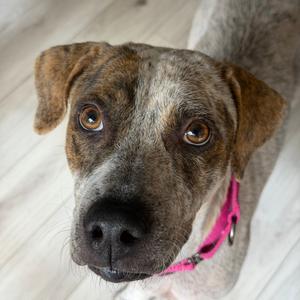 Sedona, Mixed Breed (Large), adult, available for adoption