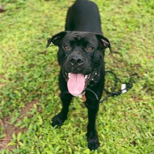 Rex, Mixed Breed (Large), adult, available for adoption