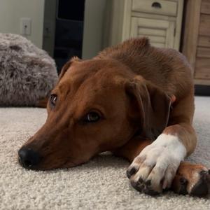 Dandelion, Mixed Breed (Medium), available for adoption
