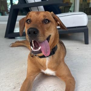 Dandelion, Mixed Breed (Medium), available for adoption