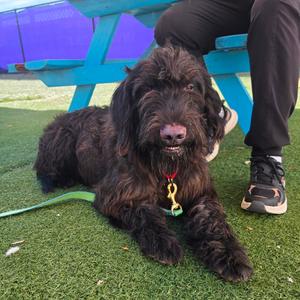Thor, Mixed Breed (Large), adult, available for adoption