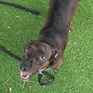 A dark-colored dog with big eyes looking up, standing on green grass with a leash.