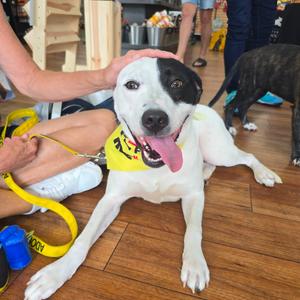 Ralph, Mixed Breed (Large), adult, available for adoption