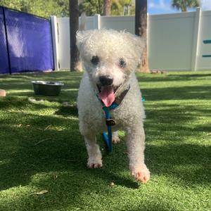 Freddy, Bichon Frise, senior, available for adoption