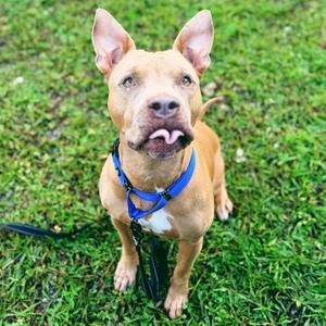Tiki, Mixed Breed (Large), adult, available for adoption