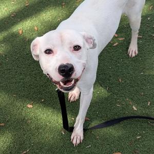 Woody, Mixed Breed (Medium), adult, available for adoption