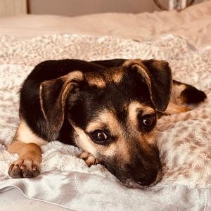 Arnette, Chihuahua, adult, available for adoption
