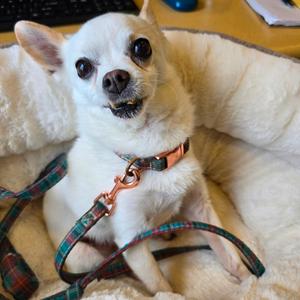 Jay, Mixed Breed (Small), senior, available for adoption