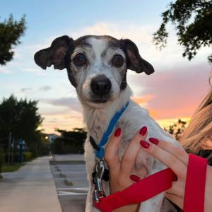 Ernest, Mixed Breed (Small), senior, available for adoption